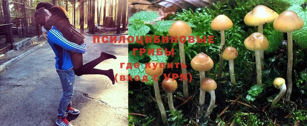 apvp Дмитров